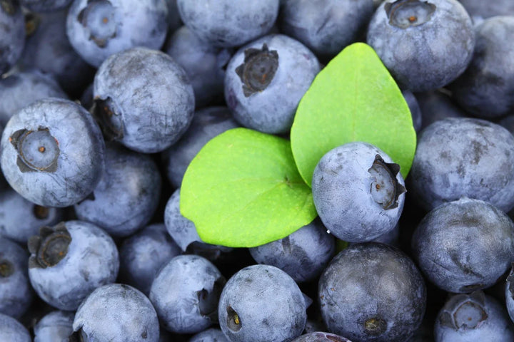 Montana State Fruit: How the Huckleberry Became It