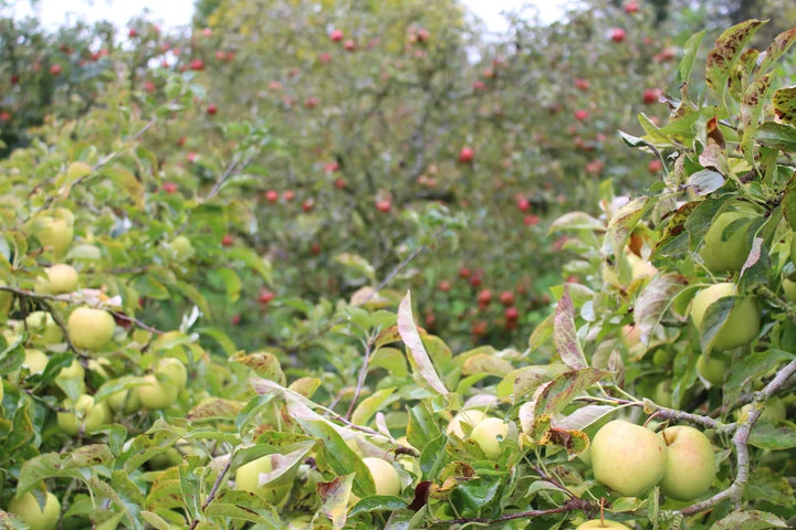 Pennsylvania State Fruit