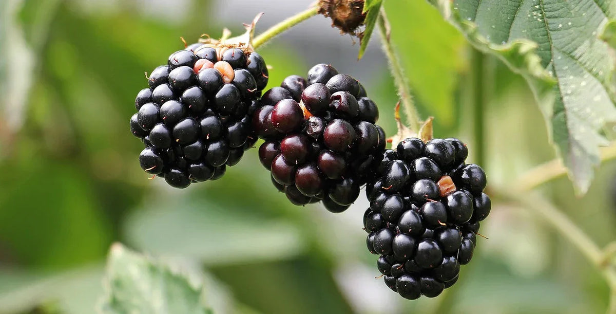 Kentucky State Fruit: Why the Blackberry Earned Its Official Title
