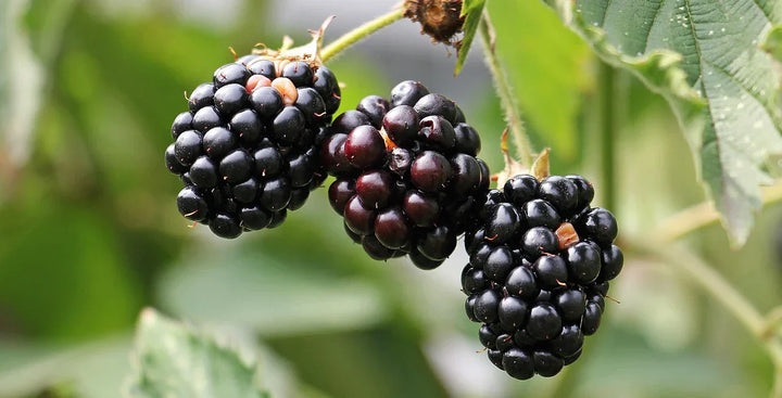 Kentucky State Fruit: Why the Blackberry Earned Its Official Title