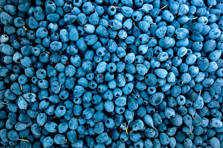 Maine State Fruit: The Wild Blueberry's 10,000-Year Legacy