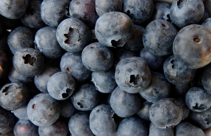 Mississippi State Fruit: How the Blueberry Became It