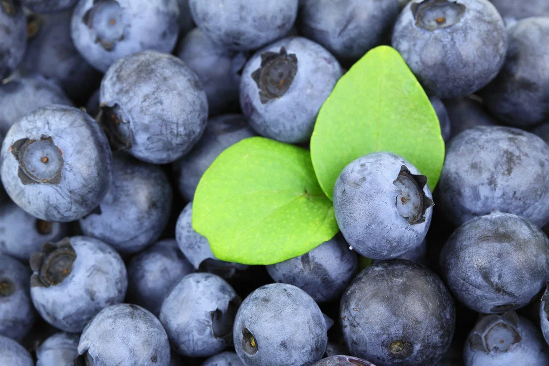 Montana State Fruit: How the Huckleberry Became It