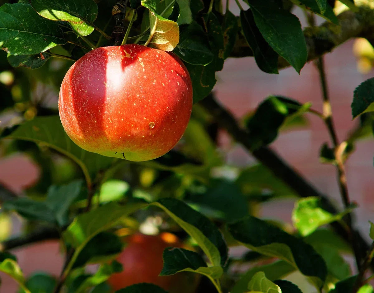 Nebraska State Fruit: Does Nebraska Have an Official State Fruit?