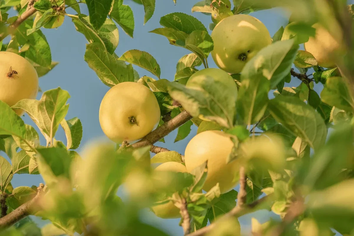 Rhode Island State Fruit