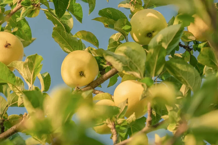 Rhode Island State Fruit