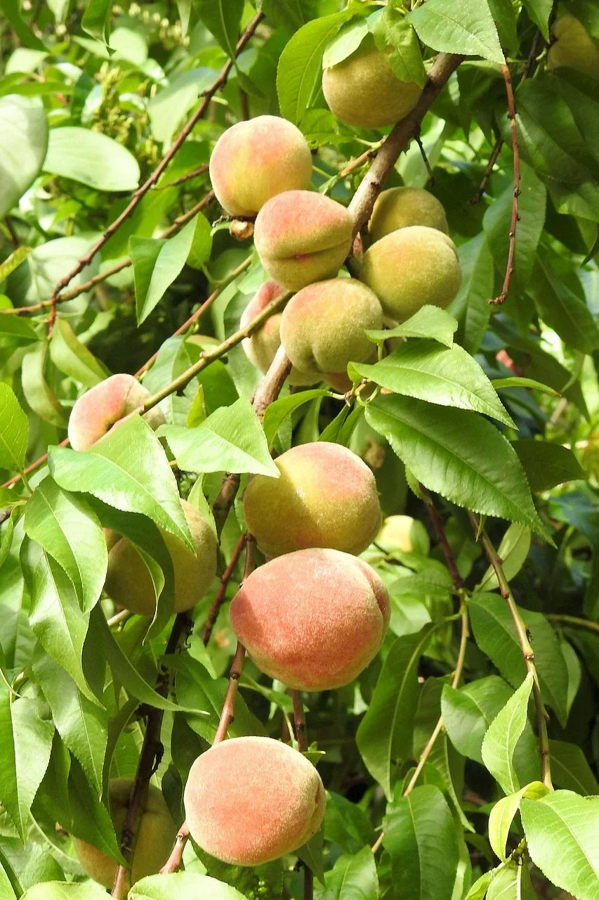South Carolina State Fruit