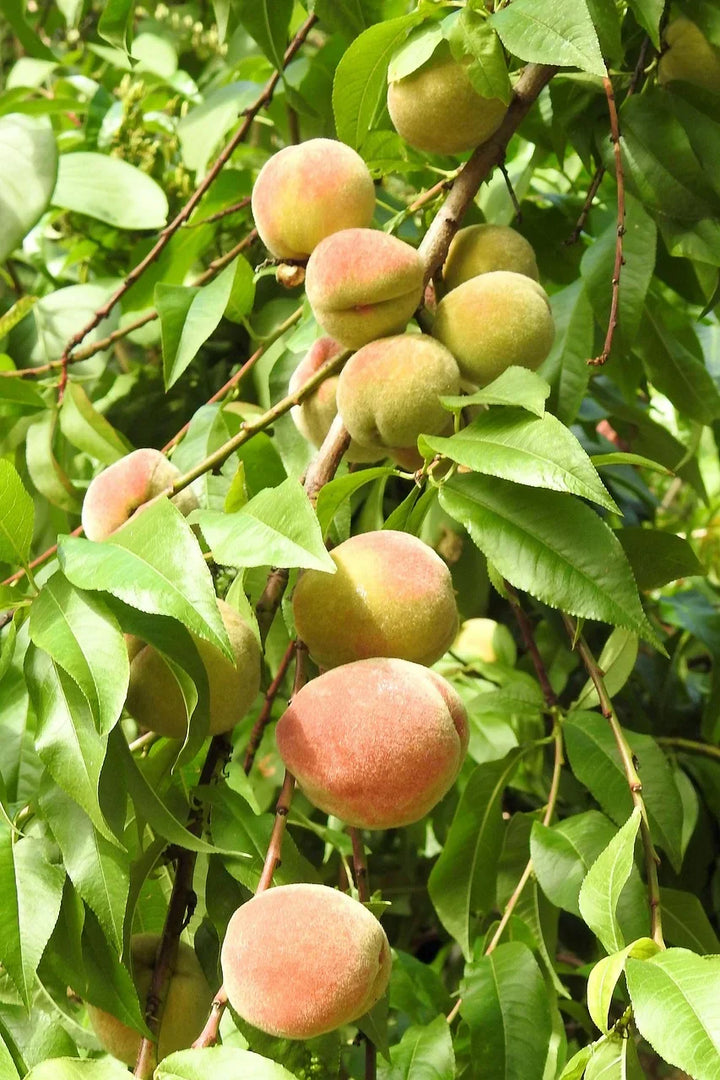 South Carolina State Fruit