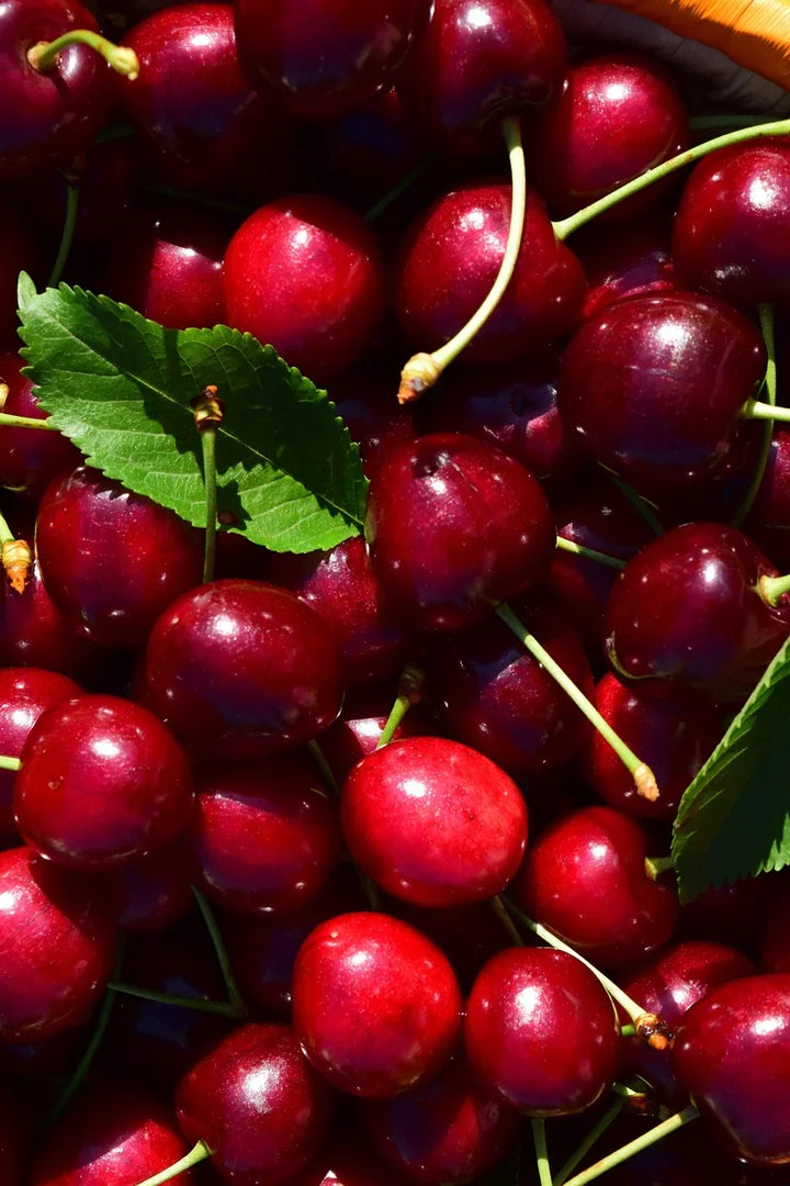 Utah State Fruit
