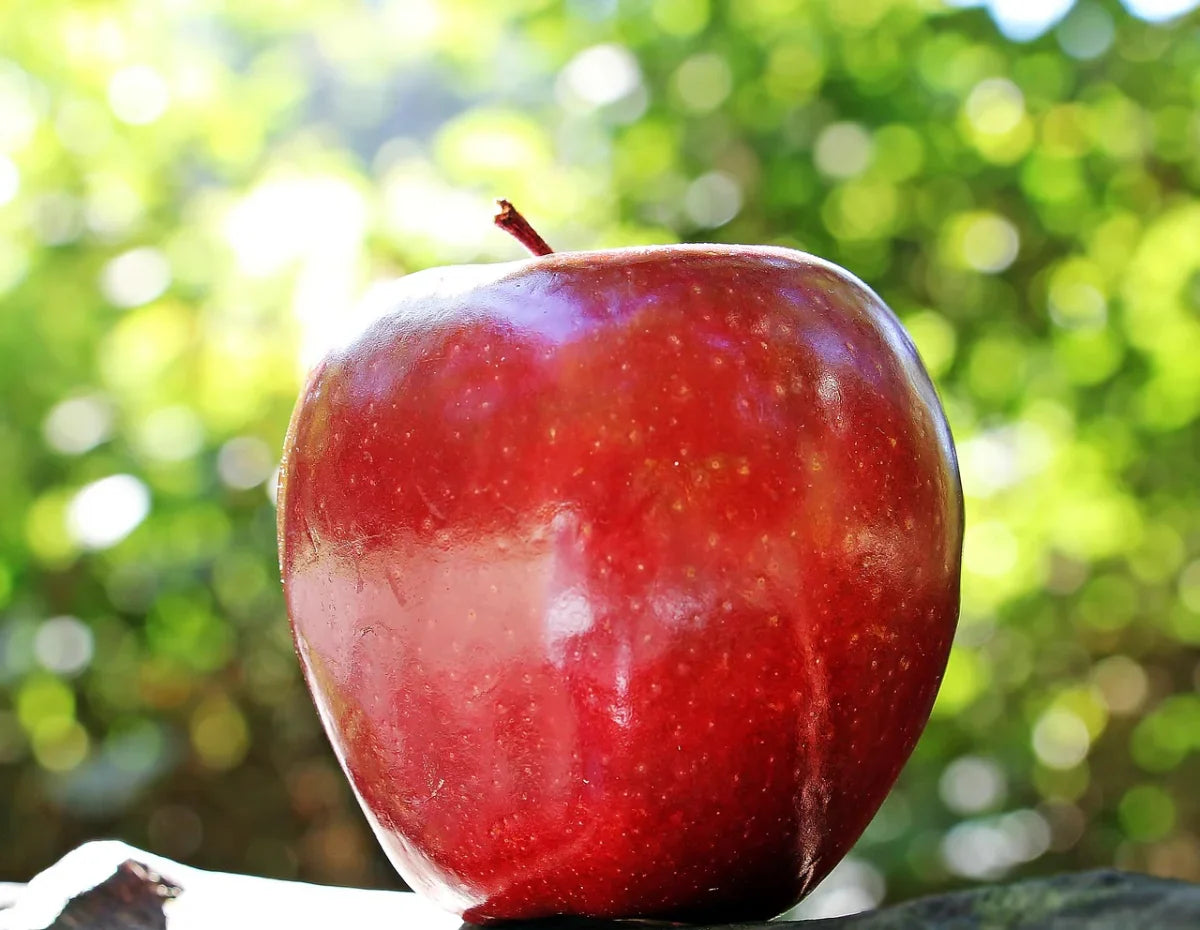 Vermont State Fruit
