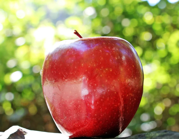 Vermont State Fruit