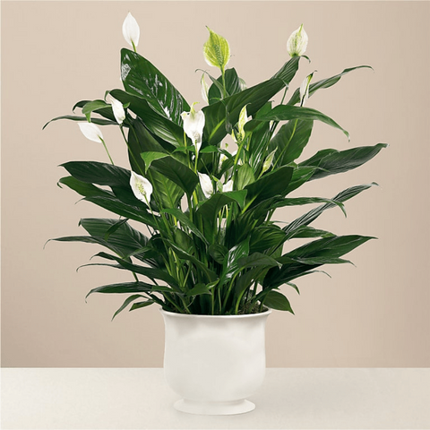 Plants