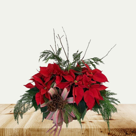 Double Poinsettia Basket - 6 inch